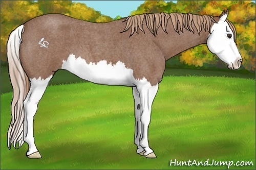 Horse Color:Red Roan Splash 