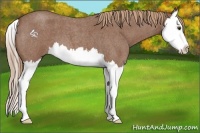 Horse Color:Red Roan Splash 