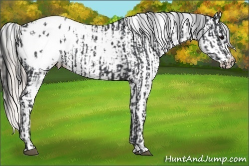 Horse Color:Black Appaloosa  and Silver Brown Appaloosa 