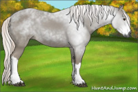 Horse Color:Gray Palomino
