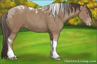 Horse Color:Classic Champagne Tobiano
