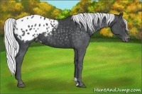 Horse Color:Silver Blue Chinchilla Roan Appaloosa