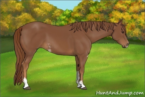Horse Color:Chestnut Sabino