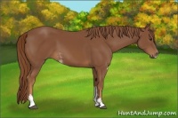 Horse Color:Chestnut Sabino