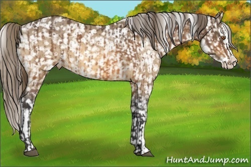 Horse Color:Buckskin Splash Appaloosa  and Buckskin Splash Appaloosa 
