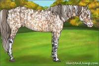 Horse Color:Buckskin Splash Snowflake Varnish and Buckskin Splash Snowflake Varnish