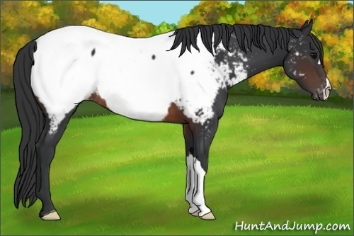 Horse Color:Brown Appaloosa 