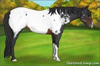 Horse Color:Brown Appaloosa 