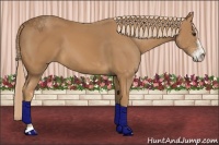 Horse Color:Chestnut Sabino
