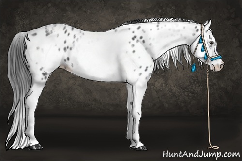 Horse Color:White Spotted Blue Roan Splash Frame Appaloosa 