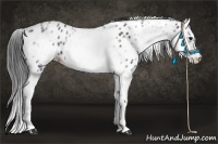 Horse Color:White Spotted Blue Roan Splash Frame Appaloosa