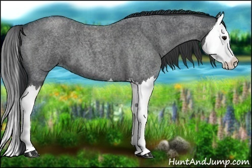 Horse Color:Blue Roan Splash 