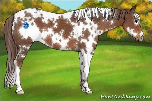 Horse Color:White Spotted Liver Chestnut 