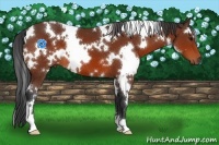 Horse Color:White Spotted Bay 