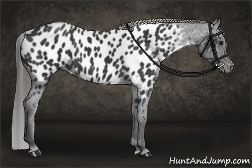 Horse Color:Black Near Leopard