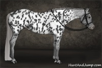 Horse Color:Black Near Leopard