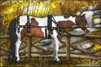 Horse Color:Bay Tobiano Rabicano