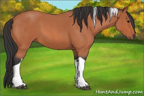 Horse Color:Bay Roan Tobiano