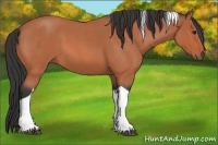 Horse Color:Bay Roan Tobiano