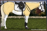 Horse Color:Palomino Splash