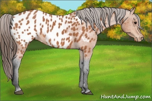Horse Color:Bay Appaloosa 
