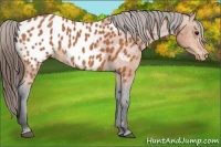 Horse Color:Bay Appaloosa