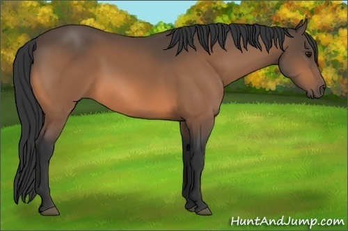 Horse Color:Buckskin 