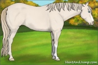Horse Color:Perlino 