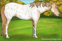 Horse Color:Gold Champagne Appaloosa
