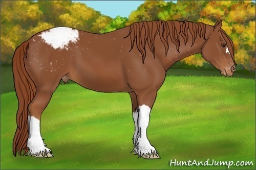 Horse Color:Chestnut Appaloosa 