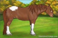 Horse Color:Chestnut Appaloosa 