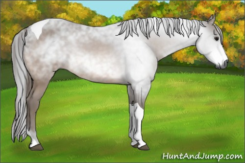 Horse Color:Gray Buckskin Tobiano 