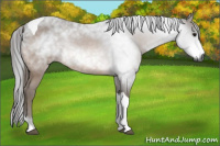 Horse Color:Gray Buckskin Tobiano