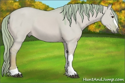 Horse Color:Watercolor Red Dun 