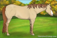 Horse Color:Red Dun 