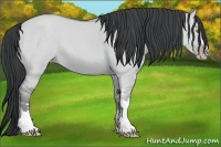 Horse Color:Classic Champagne Chinchilla Dun 