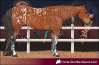 Horse Color:Bay Appaloosa  and Bay Tobiano 