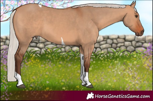 Horse Color:Silver Bay Dun Tobiano 