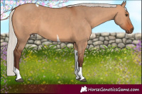 Horse Color:Silver Bay Dun Tobiano 