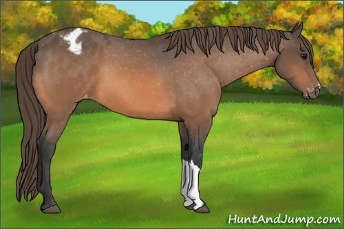 Horse Color:Unknown 