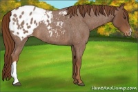 Horse Color:Red Roan Appaloosa