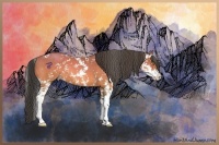 Horse Color:Amber Champagne Sabino 