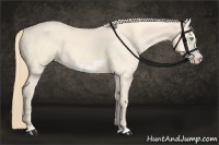Horse Color:Perlino  and Perlino Frame 