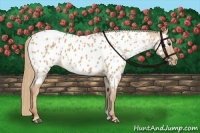 Horse Color:Red Dun Appaloosa 