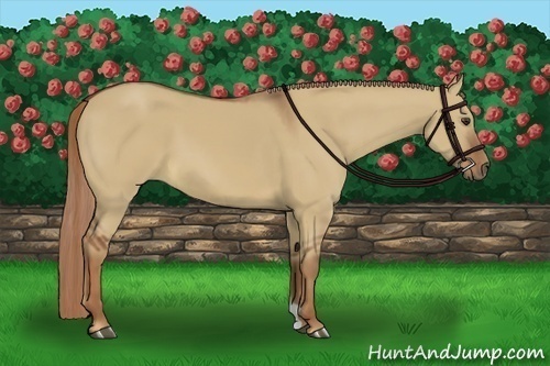 Horse Color:Red Dun 