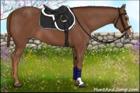 Horse Color:Chestnut Sabino 