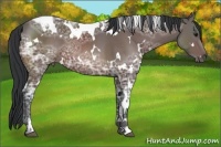 Horse Color:White Spotted Brown Ice