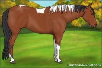 Horse Color:Bay Tobiano 