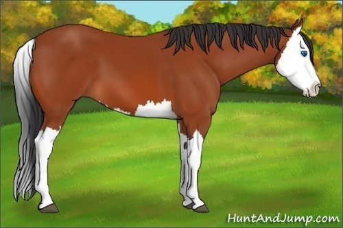 Horse Color:Unknown 