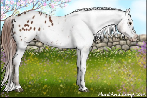 Horse Color:Chestnut Appaloosa 